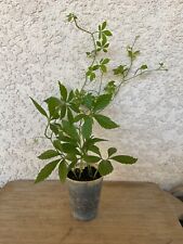Gynostemma pentaphyllum jiaogu for sale  USA