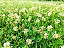 Dutch white clover for sale  High Point