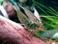 Amano shrimps algae for sale  Houston