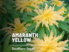 Amaranth yellow heirloom for sale  Frisco