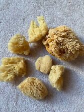 natural sea sponge for sale  MILTON KEYNES