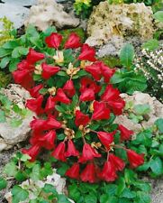 Rhododendron repens carmen gebraucht kaufen  Westerstede