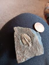 British trilobite fossil for sale  WHITCHURCH