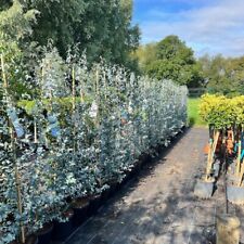 Eucalyptus gunnii silverana for sale  BROADWAY