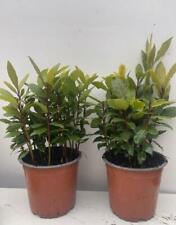 N.2 piante alloro usato  Altamura