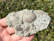 Nice fossil brachiopods for sale  Coppell