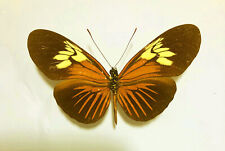 HELICONIUS DEMETER ZIKANI**** VERY RAR female  ******Venezuela, used for sale  Shipping to South Africa