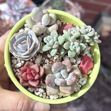 Beautiful succulents pup for sale  UK