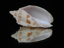 Sea shell Cymbiola pulchra f. wisemani 73.1mm ID#6396, used for sale  Shipping to South Africa