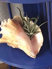 Air plant conch for sale  Eugene