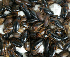 Dubia roaches starter for sale  Aptos