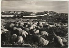pecore sardegna usato  Isola Vicentina