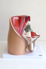 Scientific Male Pelvis Anatomical Model Medical Pelvic Life Scale for sale  Shipping to South Africa