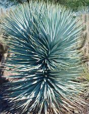 Yucca rigida blue for sale  TROWBRIDGE