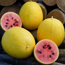 Mini wassermelone golden gebraucht kaufen  Oldenburg