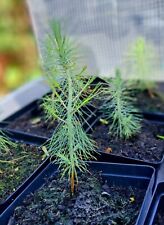 Mexican weeping pine for sale  NORWICH