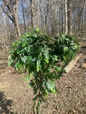 6ft tree artificial ficus for sale  Memphis