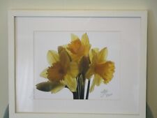 Daffidolis water color for sale  Baraboo