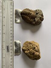 Fossils trilobite diacalymene. for sale  LYTHAM ST. ANNES