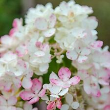 Hydrangea paniculata tickled for sale  PAIGNTON