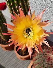 Trichocereus hybride kaktus gebraucht kaufen  Deutschland