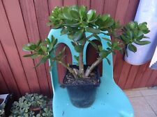 40cm superbe crassula d'occasion  Saint-Cyprien