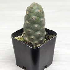 Cactus plant tephrocactus for sale  San Jose