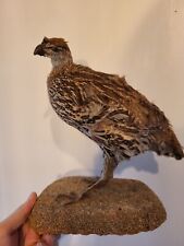 Taxidermie francolin cabinet d'occasion  Strasbourg-