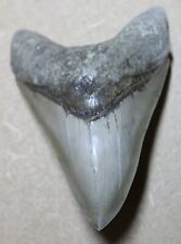 Dent fossile requin d'occasion  Breuil-le-Sec