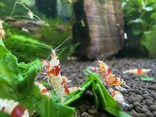 Bee shrimps freshwater for sale  ST. HELENS