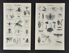 1875 meyer insect for sale  Fairview