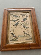 Antique bird print for sale  SEVENOAKS