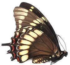 PAPILIO SCAMANDER GREYI FEMALE FROM SAO BENTO DO SUL, SANTA CATARINA, BRAZIL for sale  Shipping to South Africa