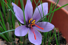 Crocus sativus saffron for sale  WOLVERHAMPTON