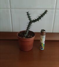Euphorbia aeruginosa usato  Lentini
