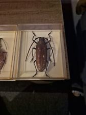 Insekten käfer sammlung gebraucht kaufen  Katernberg