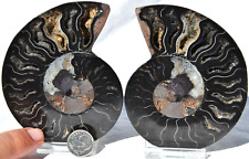 large ammonite fossil for sale  Plano