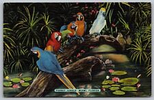 Cartão postal de linho Parrot Jungle Miami Florda FL Sardas Romeu Julieta Rei UNP VINTAGE comprar usado  Enviando para Brazil