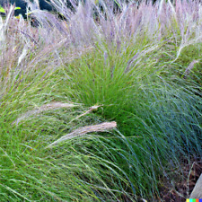 000 ornamental grass for sale  Saint Augustine