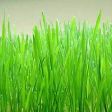 Cat grass red for sale  Coyle