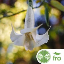 White angel trumpet for sale  MANCHESTER