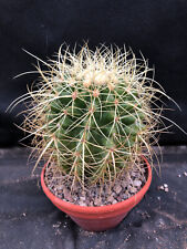 Echinocactus grusonii capistra usato  Massafra