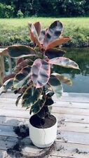 Sale1417 ficus elastica for sale  Shipping to Ireland