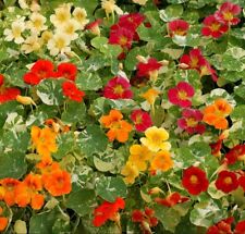 Nasturtium alaska mix for sale  Burnsville