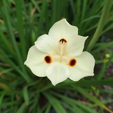 Iris africano - dietas bicolor 10+ semillas semillas planta ornamental perenne Z 128 segunda mano  Embacar hacia Argentina