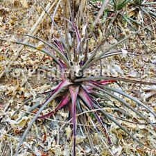 Used, Hechtia michoacana | Michoacan Bromeliad | 10 Seeds for sale  Shipping to South Africa