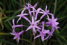 tulbaghia for sale  Shipping to Ireland