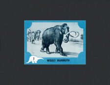 Wooly mammoth 1961 for sale  USA