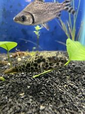 Spotted congo puffer for sale  Garfield
