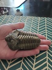 Dicalymene trilobite nice for sale  Ocala